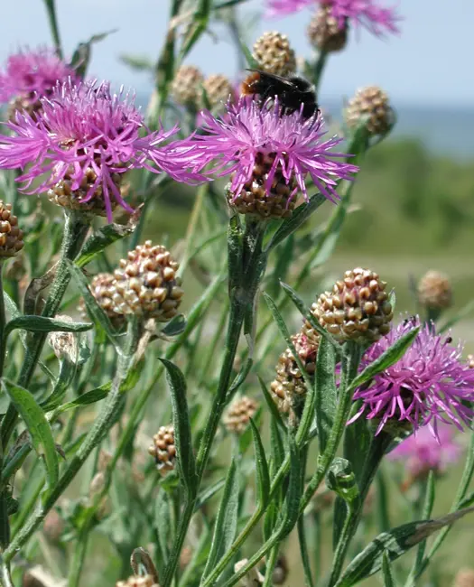 Almindelig Knopurt (Centaurea jacea)