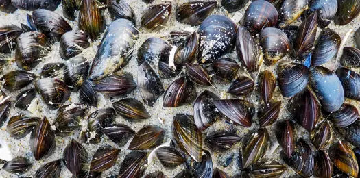 Færre blåmuslinger på havbunden