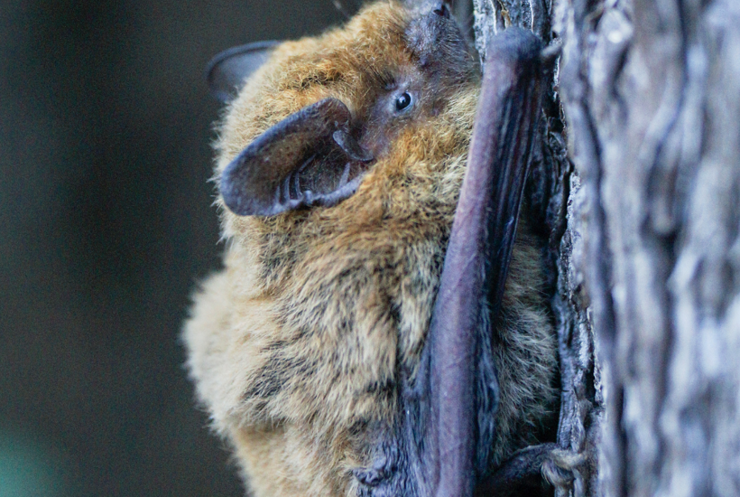 Flagermus trives i byen: Tips til at kigge ind i flagermusenes forunderlige verden