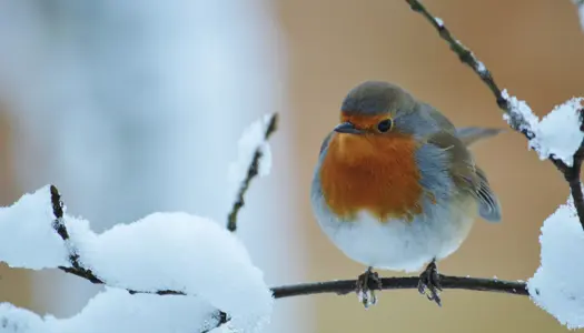 2. Undersøg, hvad der lever, der hvor du kigger