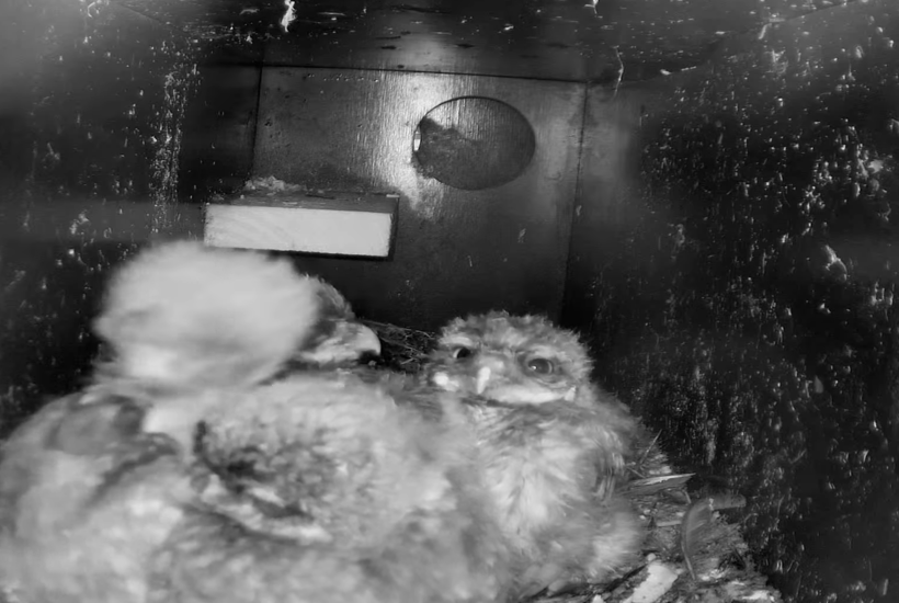 Gode nyheder for et af Danmarks mest sjældne dyr: Har fået unger