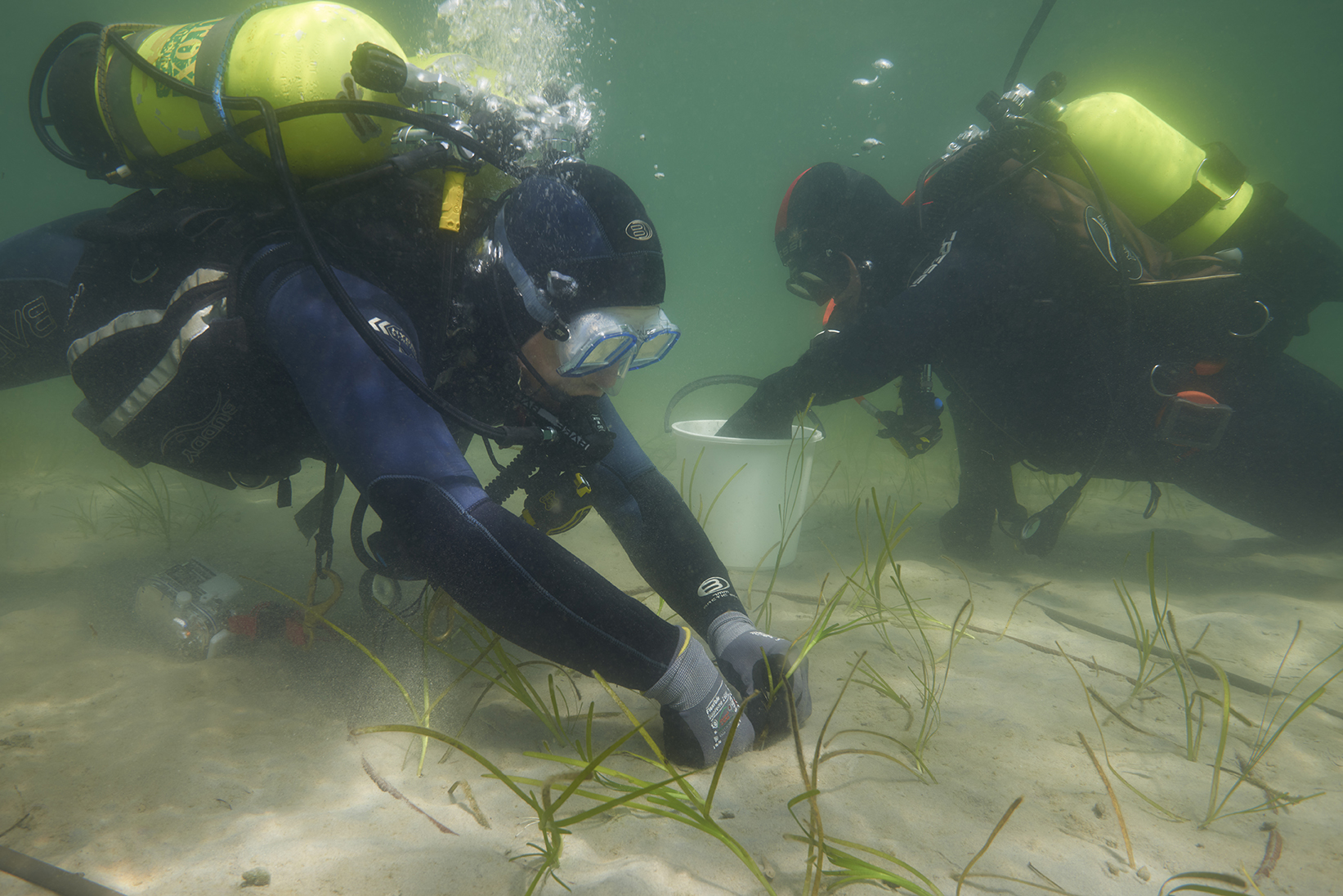 Frivillige planter ålegræs og skaber børnehaver for fiskeyngel 