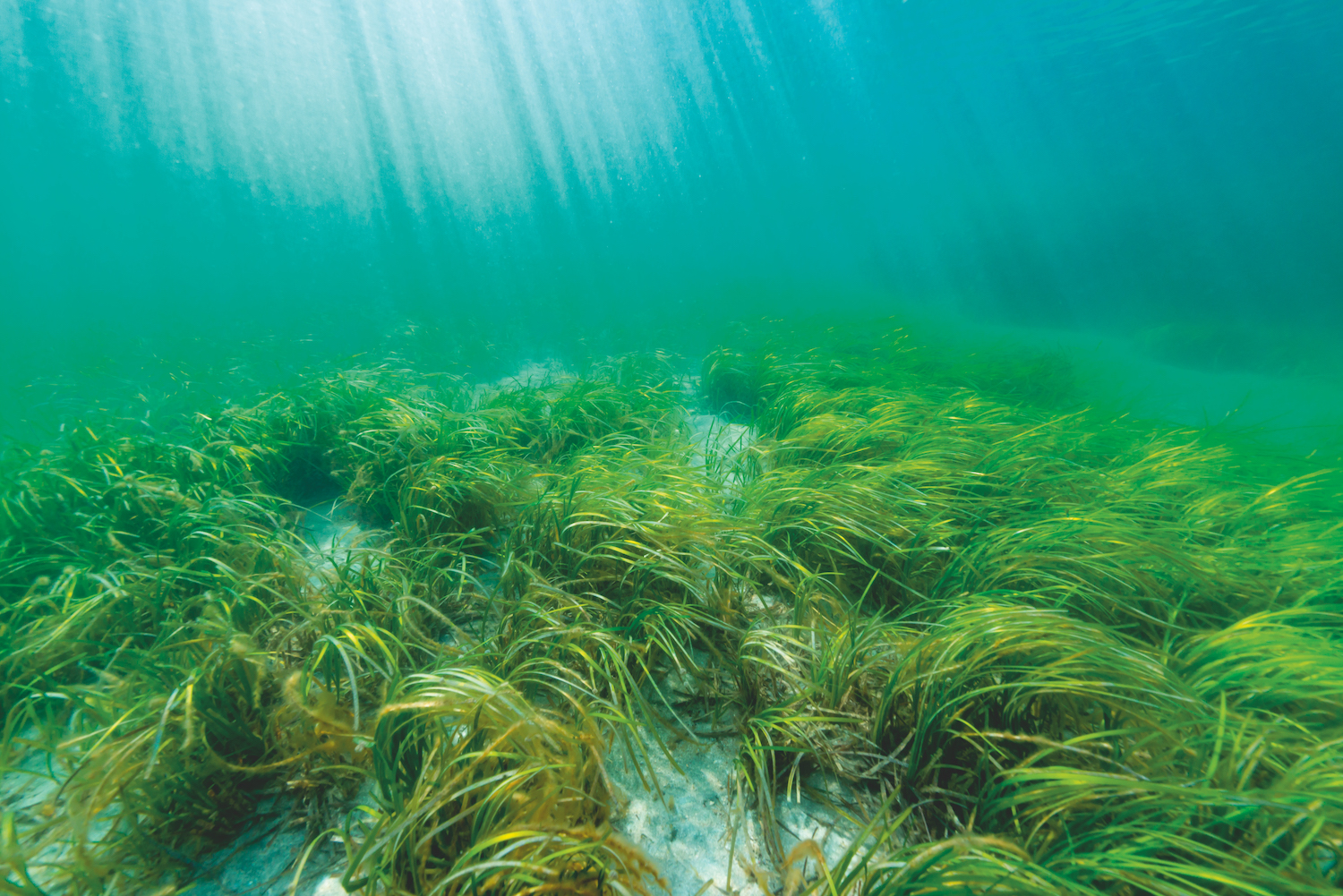 Hop i havet horsens fjord.jpg