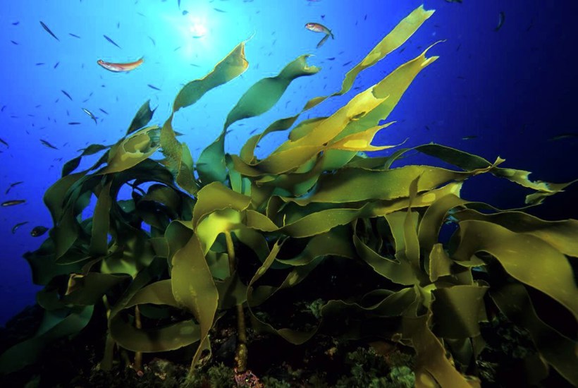 Sådan er havet med til at løse klimakrisen 