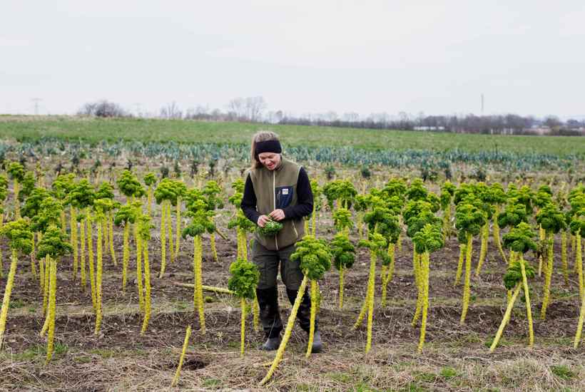 Pløjefrit, sprøjtefrit og uden kunstgødning: 3 landmænd kæmper for et sundt og bæredygtigt landbrug