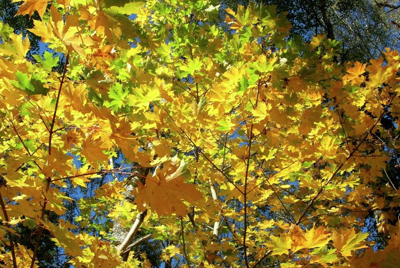 5 finurlige dyr og planter du kan opleve i naturen i november