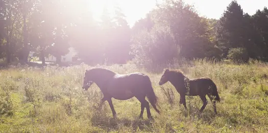 Se vilde heste - Få rabat på Naturdestination Skovsgaard