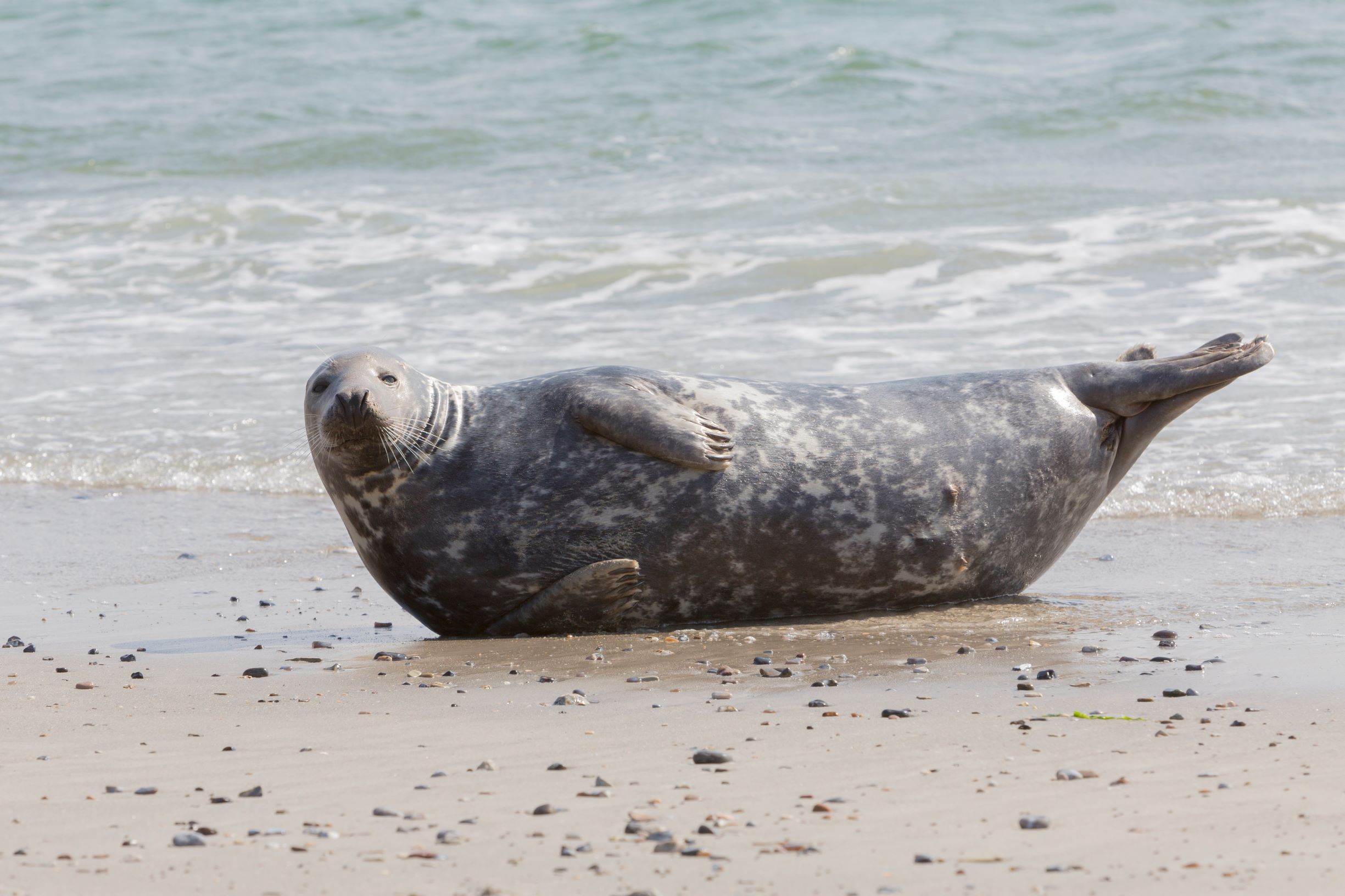 gråsæl-lille.jpg