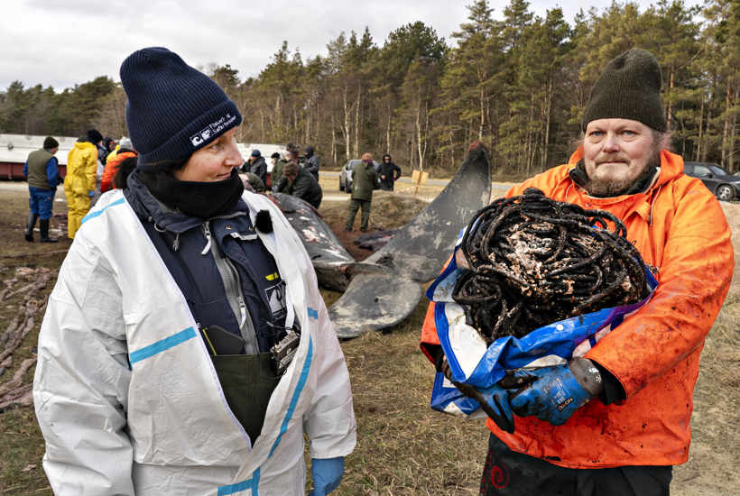Hval døde med plastik i maven: Så stort er problemet med spøgelsesnet 