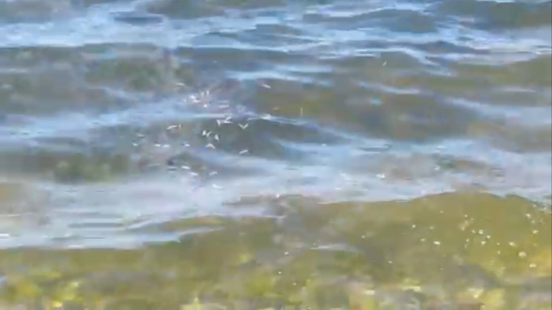 Døde fisk skyller op på stranden - dræbt af iltsvind eller giftige alger