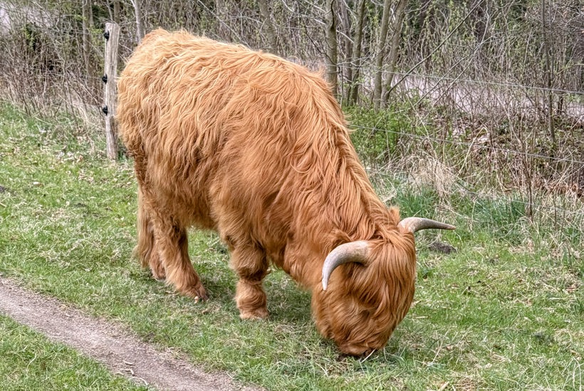 Fem år efter rewilding: Sjældne arter vender tilbage - og kritik er vendt til opbakning