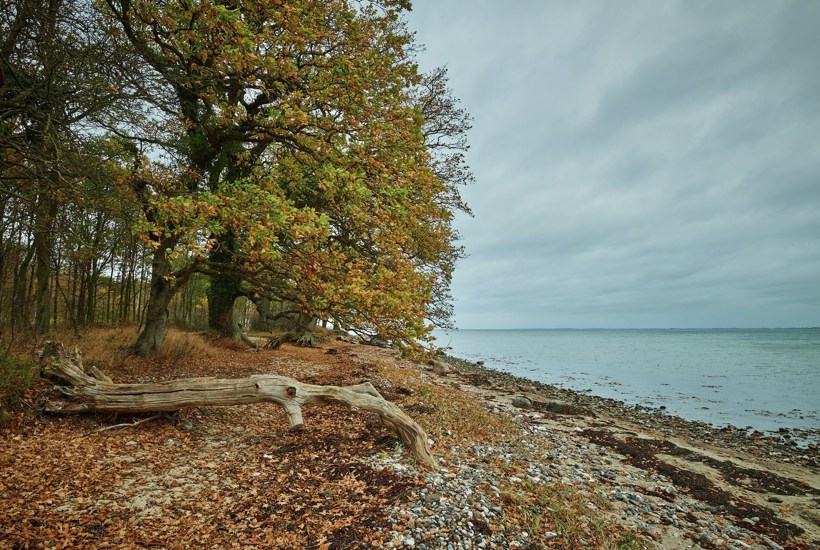 5 ting du kan opleve i naturen i efterårsferien