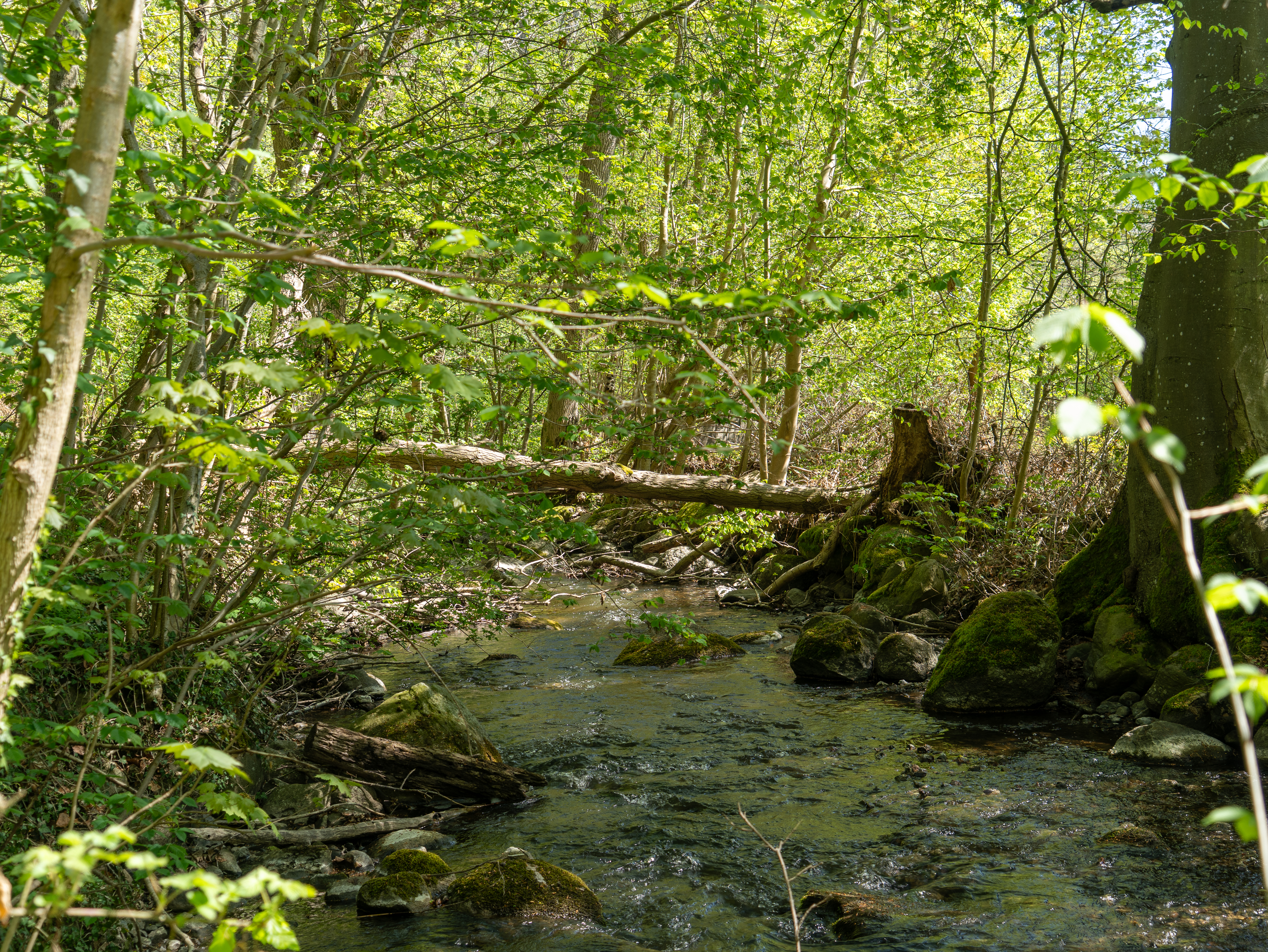 En vildere natur gør os sundere og gladere 