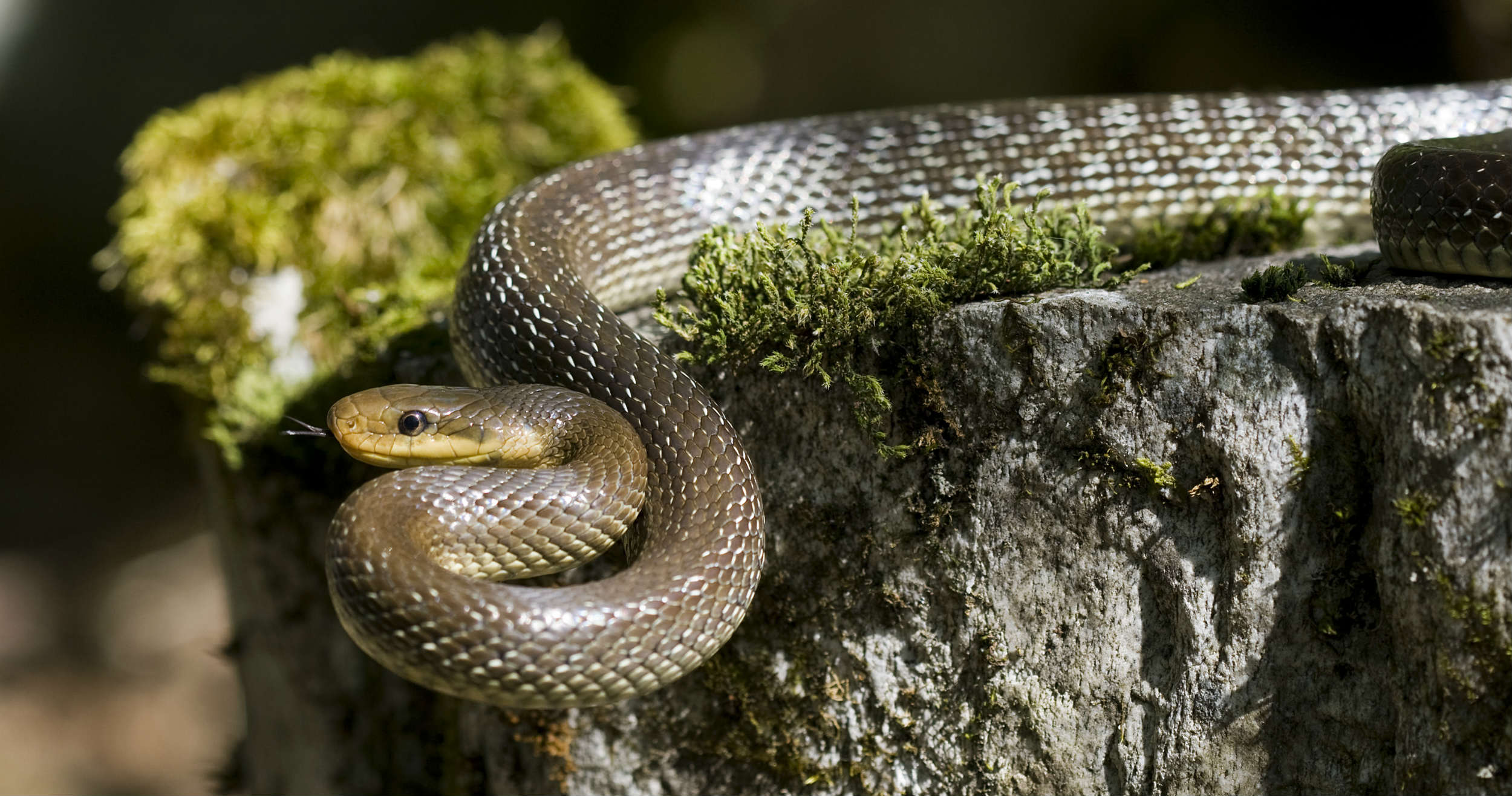 Den tvivlsomme æskulpasnog