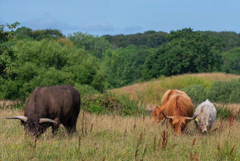 Ny udstilling om rewilding åbner på Skovsgaard