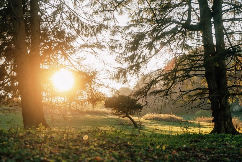 5 skønne dyr og planter du kan opleve i naturen netop nu