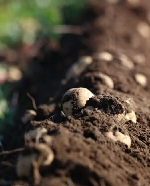 Et godt alternativ til spagnum