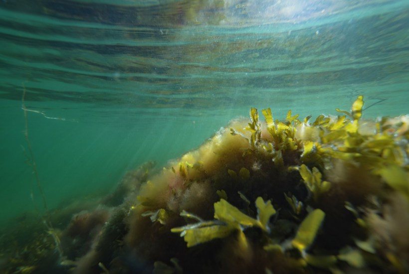 Regeringens nye udpegninger af "strengt beskyttet" havnatur er snyd på vægten