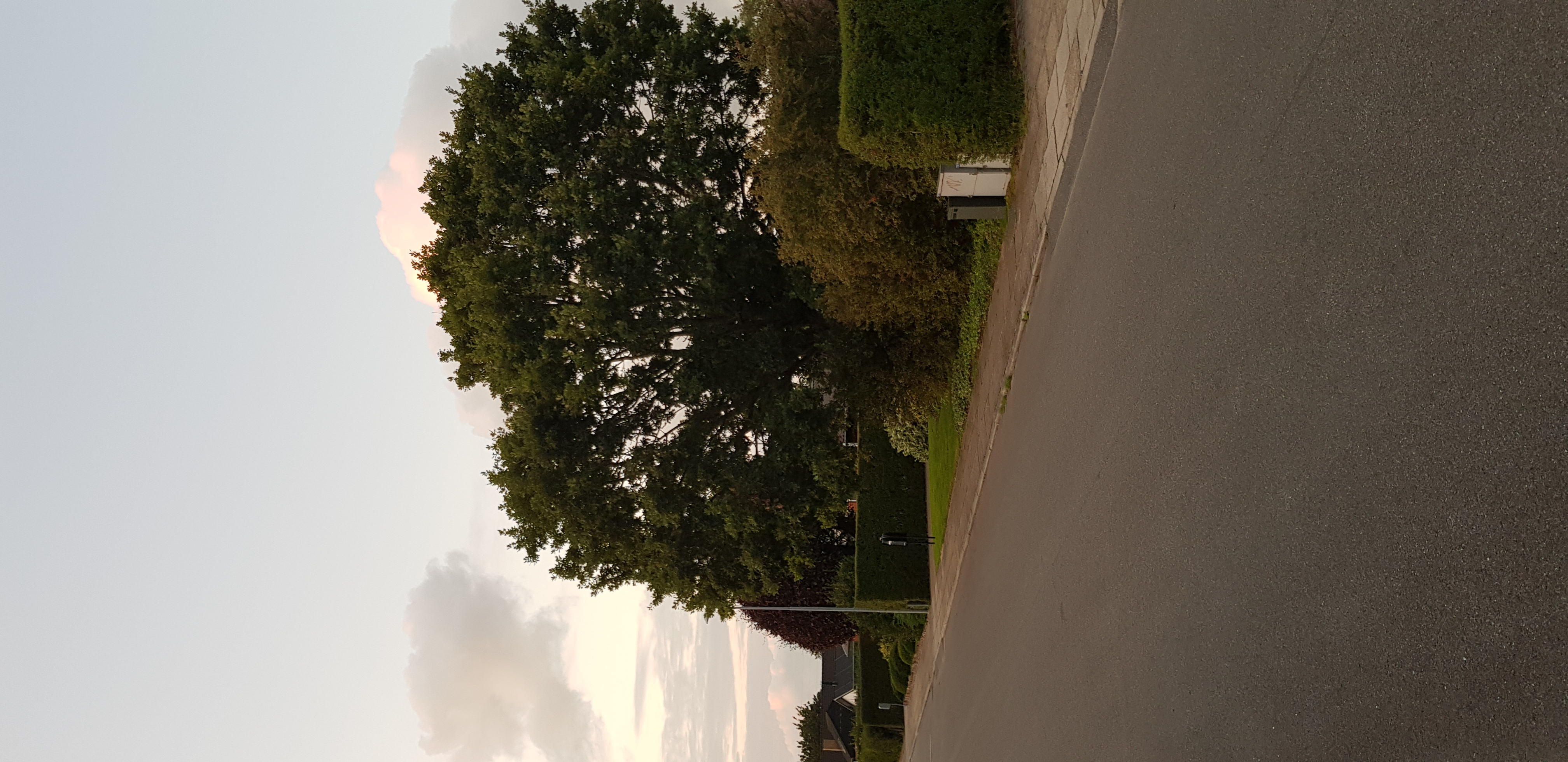 4) Pas på hvor du planter