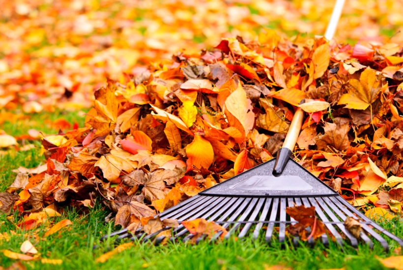 Leave the leaves: Derfor skal du lade bladene ligge