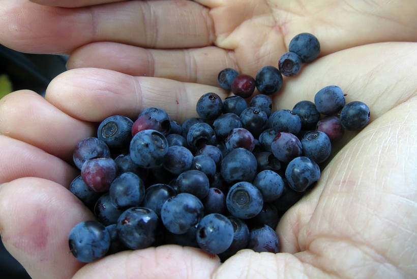 Gå på jagt efter sommerens bær