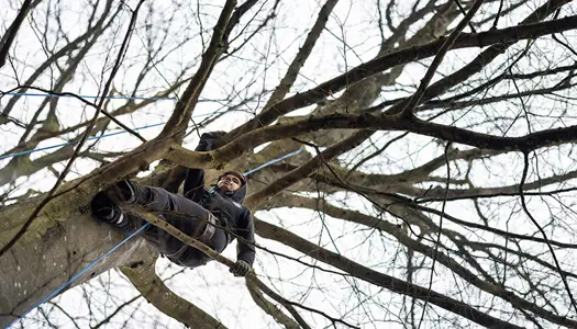 Kan jeg klatre i træer, kan jeg også klare skolen
