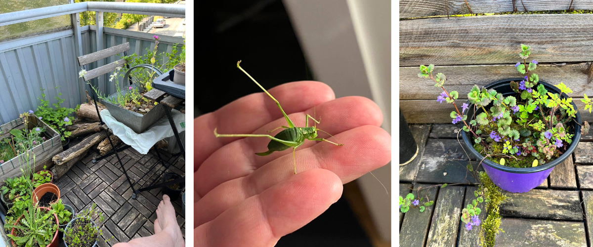 Den vildeste altan – sådan skaber du en altan fyldt med blomster og sommerfugle 