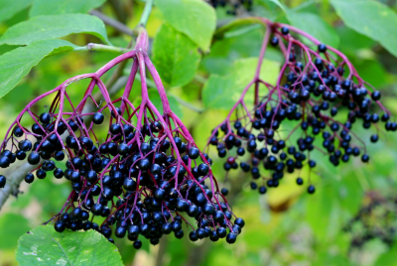 Se listen: 8 almindelige planter du måske ikke vidste er giftige