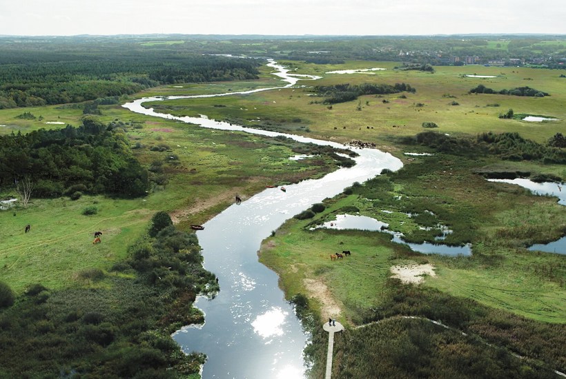 Kunstig sø står i vejen: Fri Gudenå kan redde sjældne arter