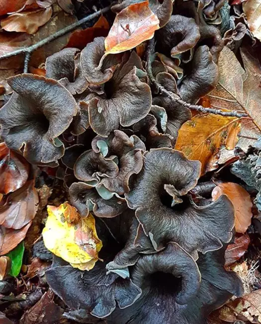 4. En velsmagende krøltop: Stor trompetsvamp