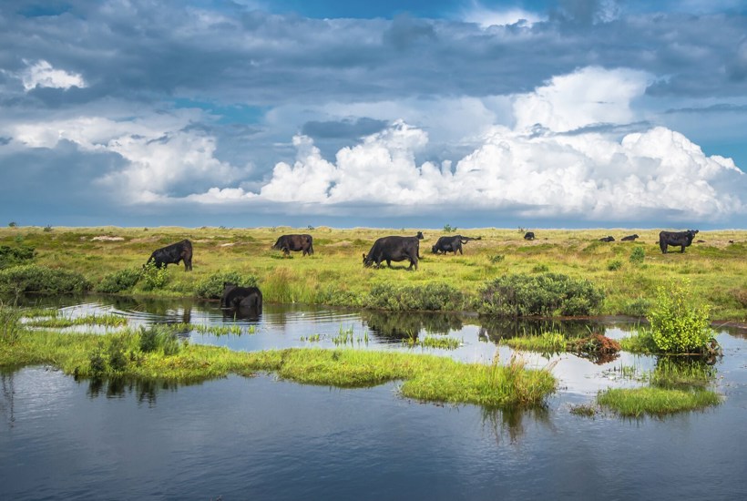 Grøn aftale skal blive til grøn virkelighed med stor bevilling fra Novo Nordisk Fonden til DN