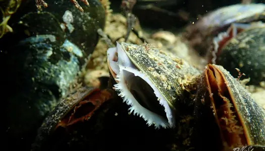 Trawlfrie havbunde har langt højere biodiversitet