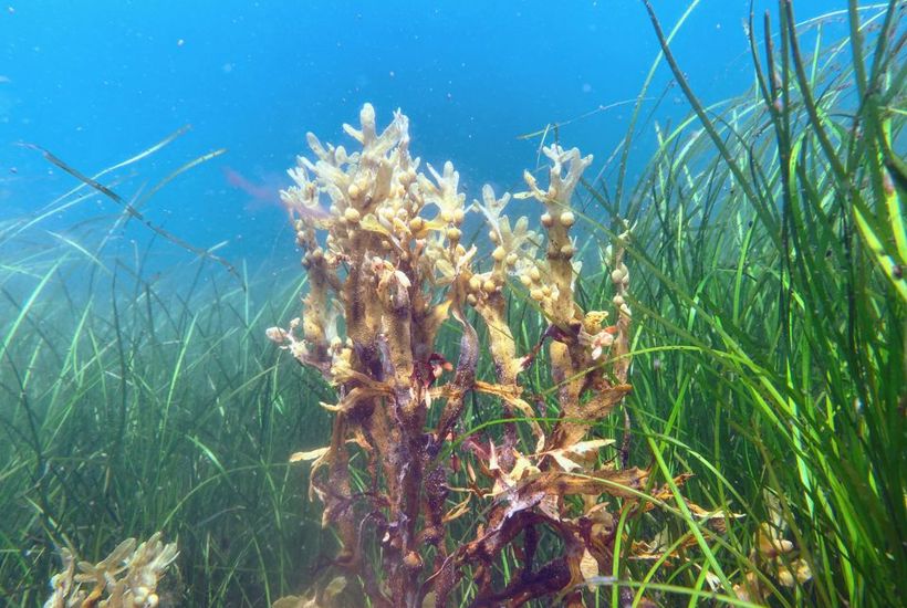 Historisk: Danmark får to havparker med markant stærkere beskyttelse