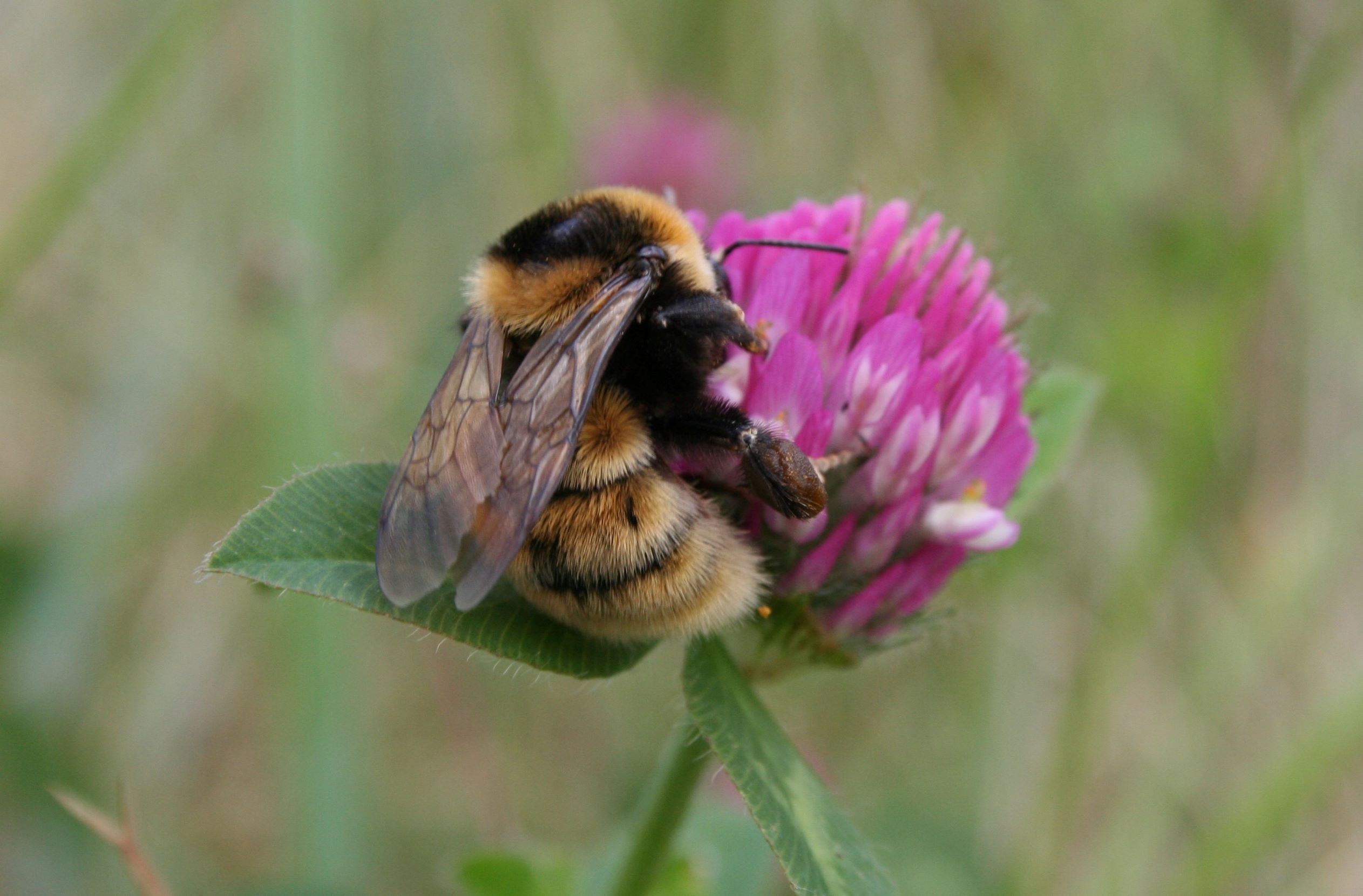 Kløverhumle