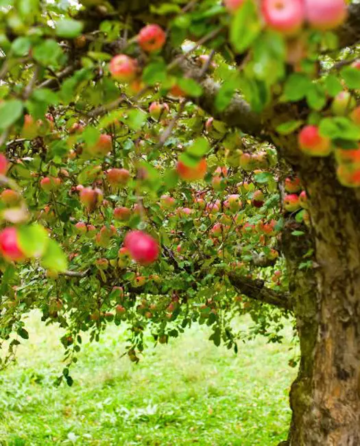 3) Husk årstiden og masser af vand