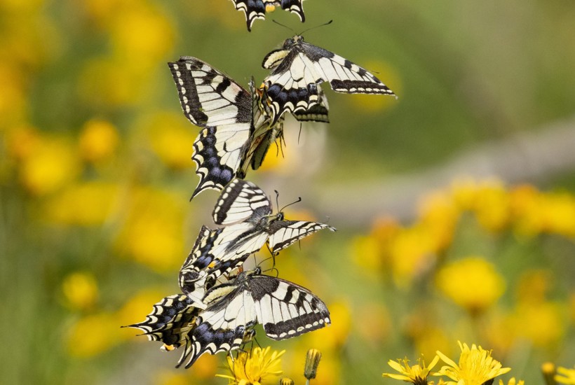 Kendt sommerfuglemand får fornem pris