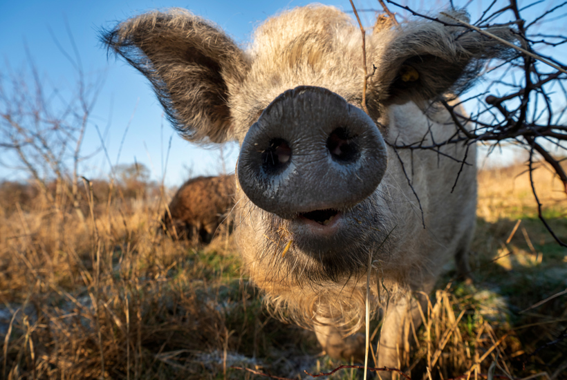 De her grønne valgløfter ser ud til at blive virkelighed