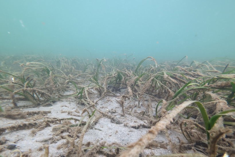 Derfor er der fedtemøg ’chokerende tidligt’ på de danske strande
