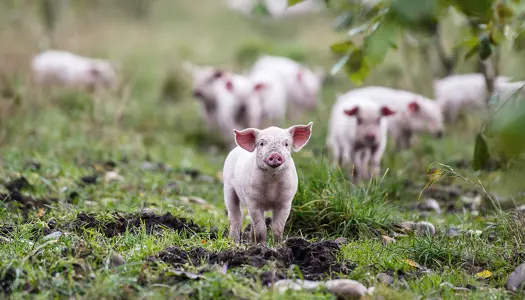 7 myter om dansk landbrug