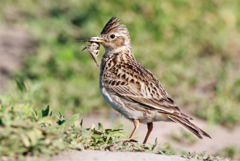 Nu er lærken tilbage – men den forsvinder mere og mere  