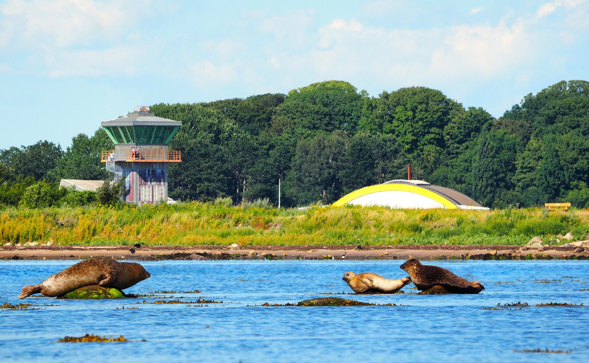 Alle danske fjorde har det skidt – undtagen én 