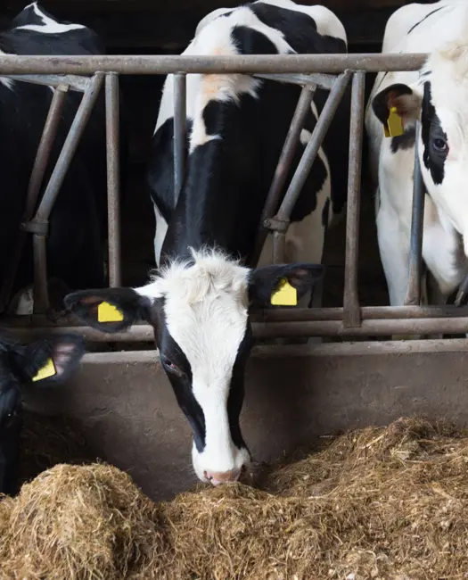 Hvorfor er en CO2-afgift nødvendig?