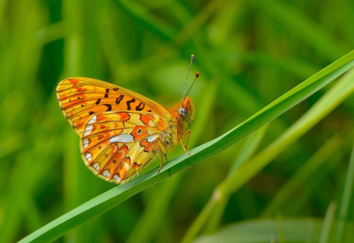 Grøn Trepart giver mere vild natur