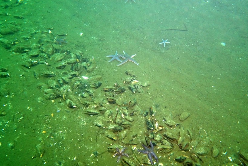 DN efter TV 2-afsløringer: Et kæmpe svigt at ulovlig ødelæggelse af havet kunne fortsætte