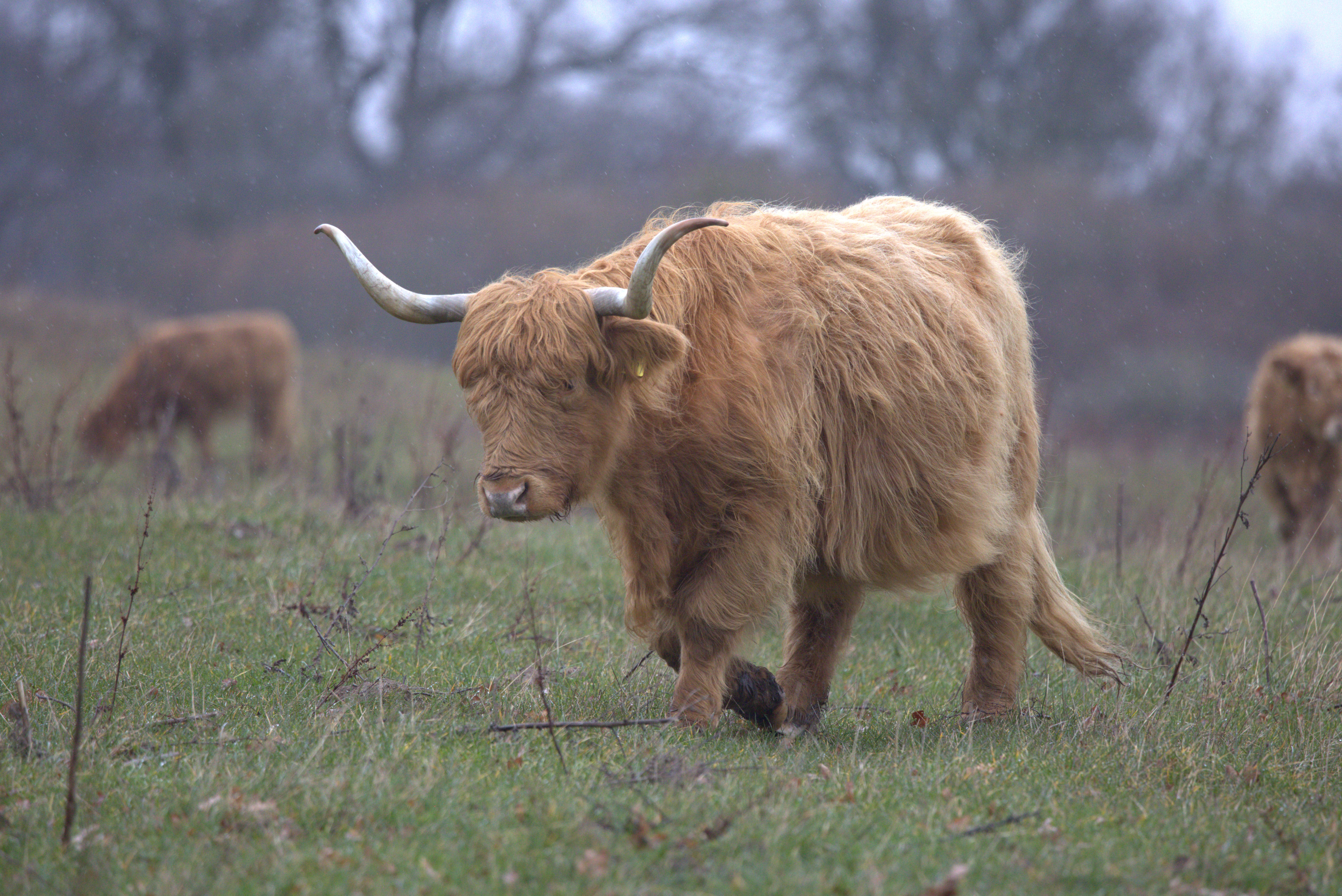 Naturnationalparker er nu et skridt nærmere