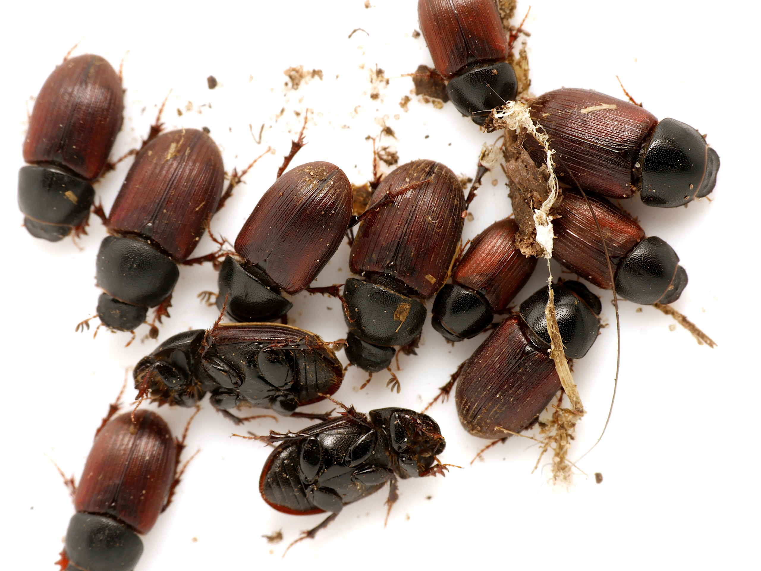 Snyltemøgbillen er genopdaget i Hammer Bakker