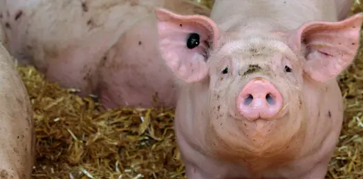 Vi kæmper for et anderledes landbrug - og grisene!