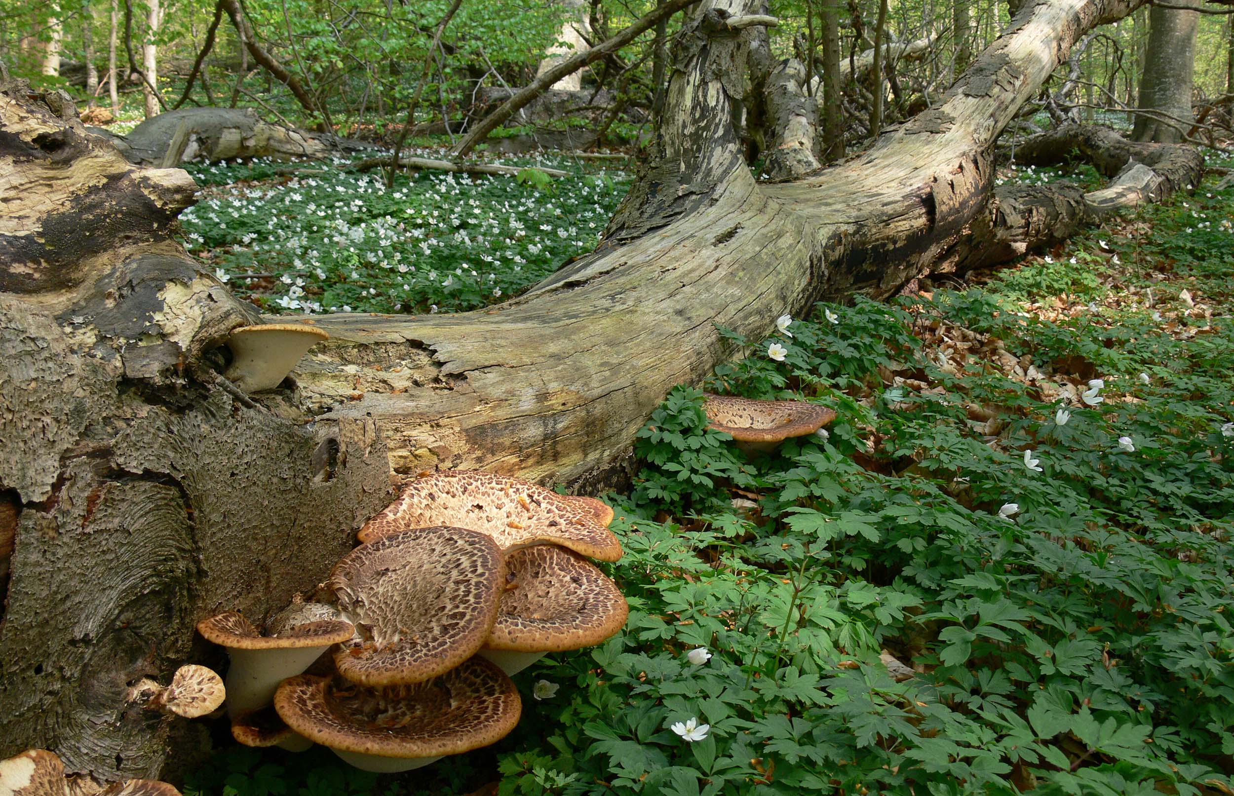 DN kæmper for mere og vildere skov