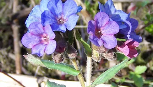 De her 12 planter skal du have i foråret 