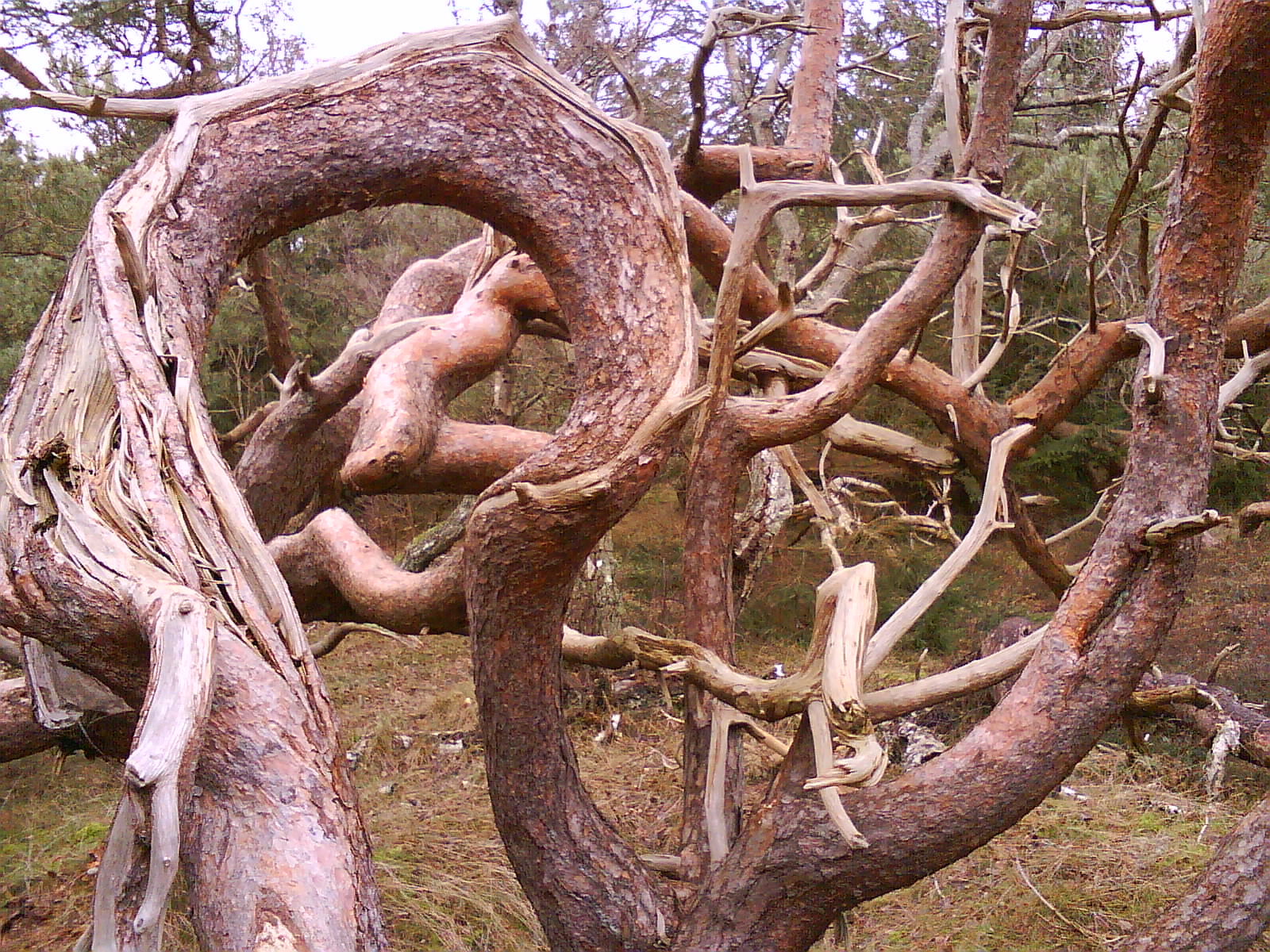 Troldeskoven, Tisvilde